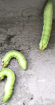 蜂の次は 青虫が 季節のアルバム 蜂の次は 青虫が 季節のアルバム