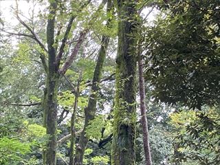 ar06_R