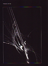木本fig .jpg
