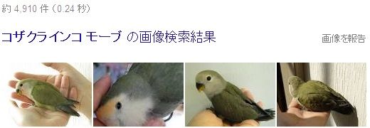 インコ コザクラインコの人気の色 種類をランキング いんこいんこぴよさんず 鳥さん情報ブログ