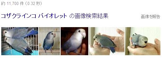 インコ コザクラインコの人気の色 種類をランキング いんこいんこぴよさんず 鳥さん情報ブログ