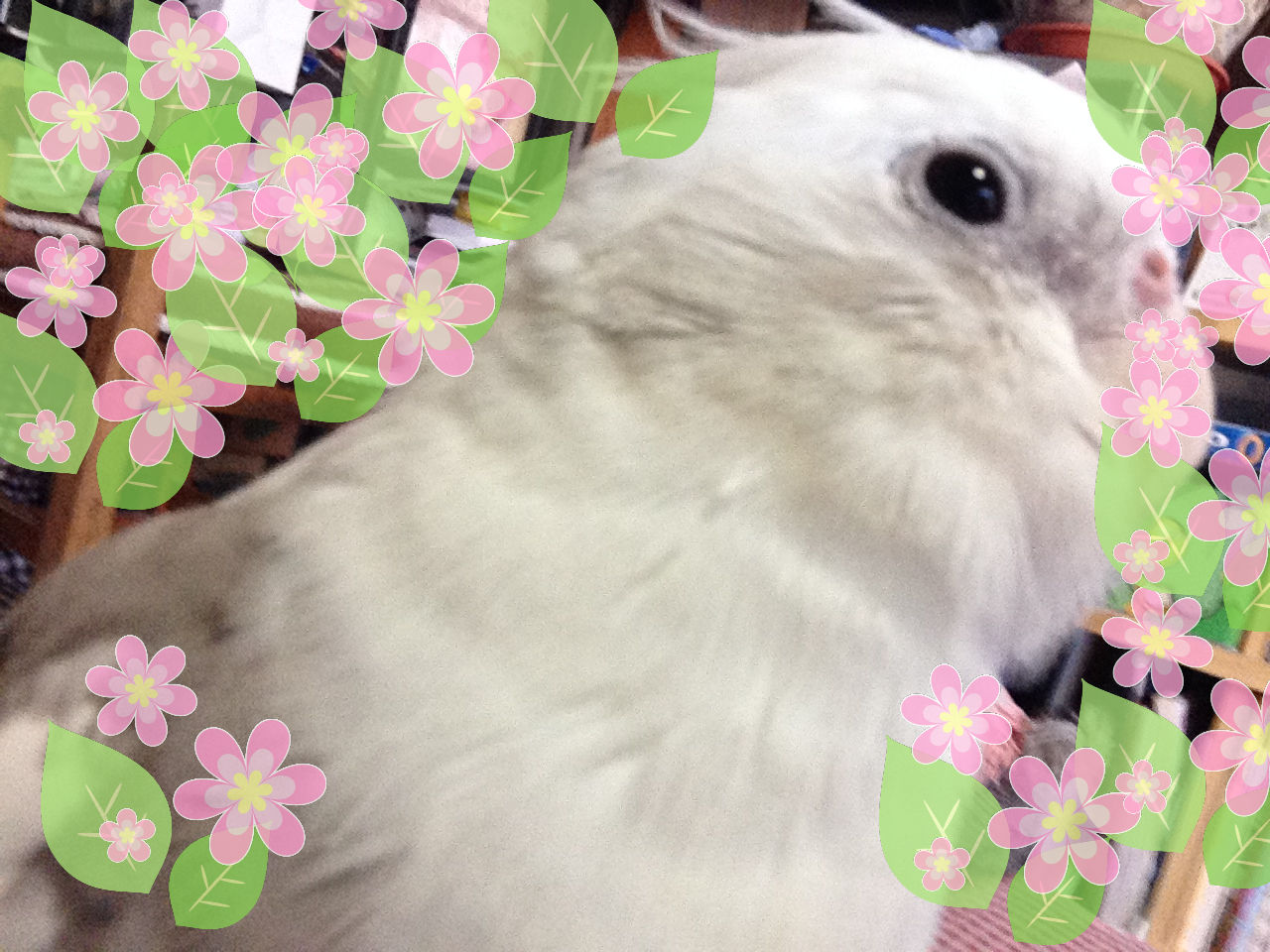 鳥が食べても良い春の花 いんこいんこぴよさんず 鳥さん情報ブログ