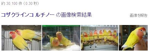 インコ コザクラインコの人気の色 種類をランキング いんこいんこぴよさんず 鳥さん情報ブログ