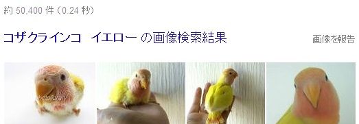 インコ コザクラインコの人気の色 種類をランキング いんこいんこぴよさんず 鳥さん情報ブログ