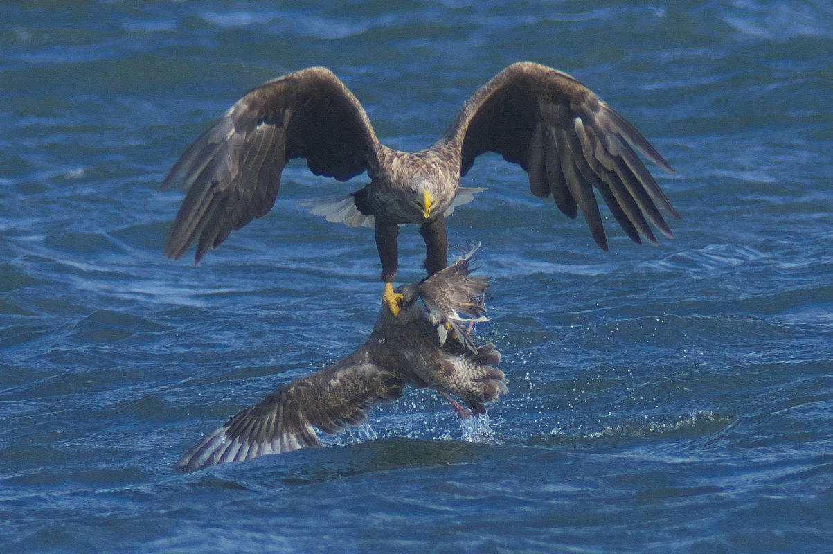 オジロワシの狩猟 閲覧注意 White Tailed Eagle Jobi Jobi オジロワシの狩猟 閲覧注意 White Tailed Eagle Jobi Jobi