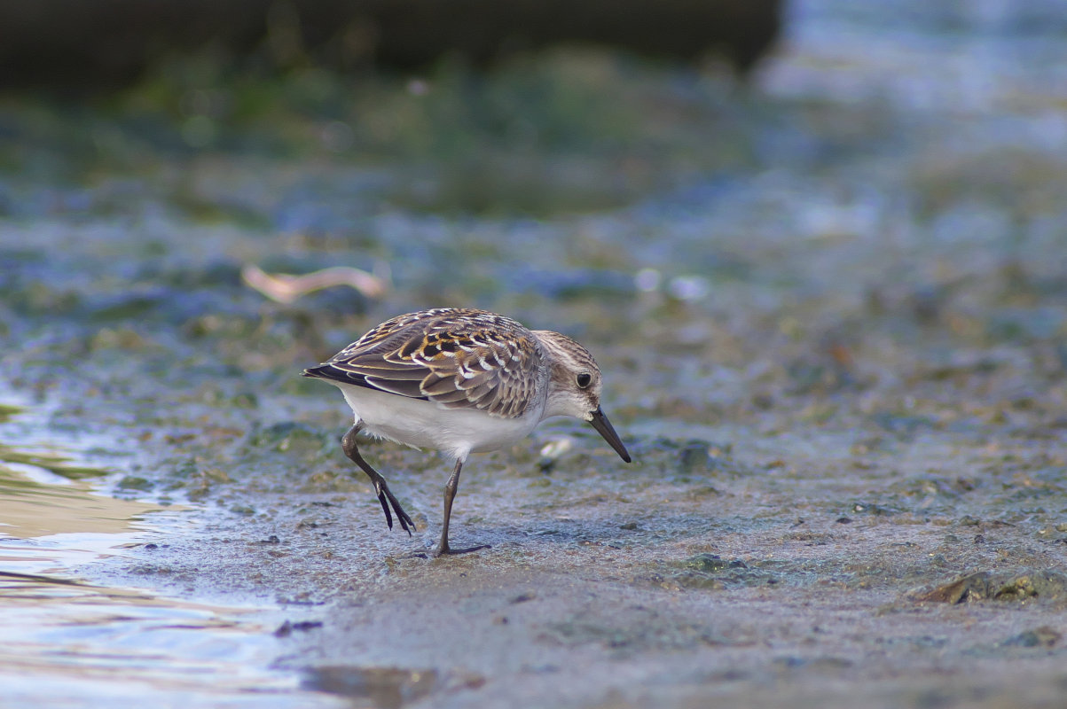 冬羽が突出したトウネン幼鳥 Red Necked Stint Jobi Jobi 冬羽が突出したトウネン幼鳥 Red Necked Stint Jobi Jobi