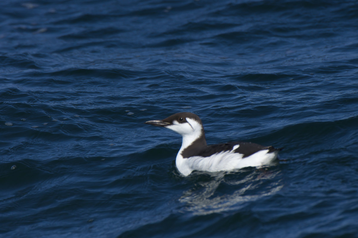 ウミガラス ハシブトウミガラス Common Murre And Thick Billed Murre Jobi Jobi ウミガラス ハシブトウミガラス Common Murre And Thick Billed Murre Jobi Jobi
