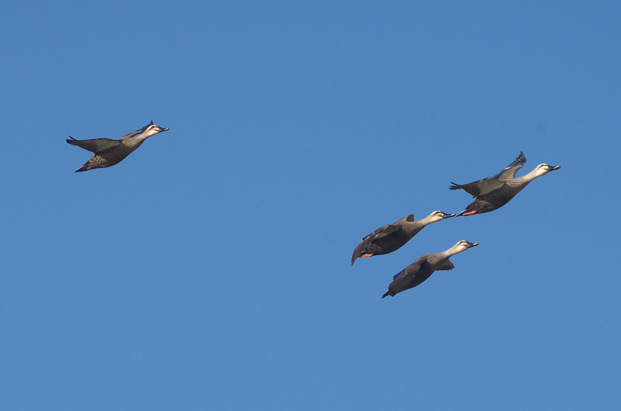 カモが飛ぶ Jobi Jobi