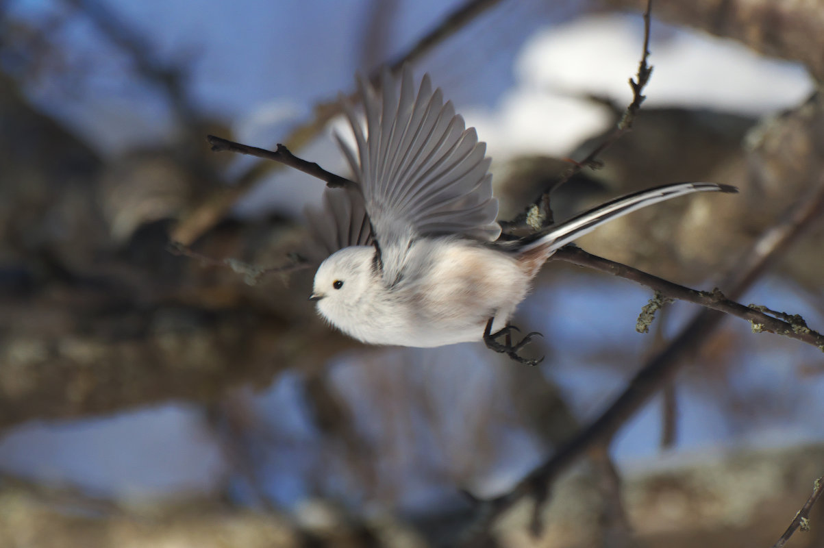 飛びます シマエナガ Long Tailed Tit Jobi Jobi