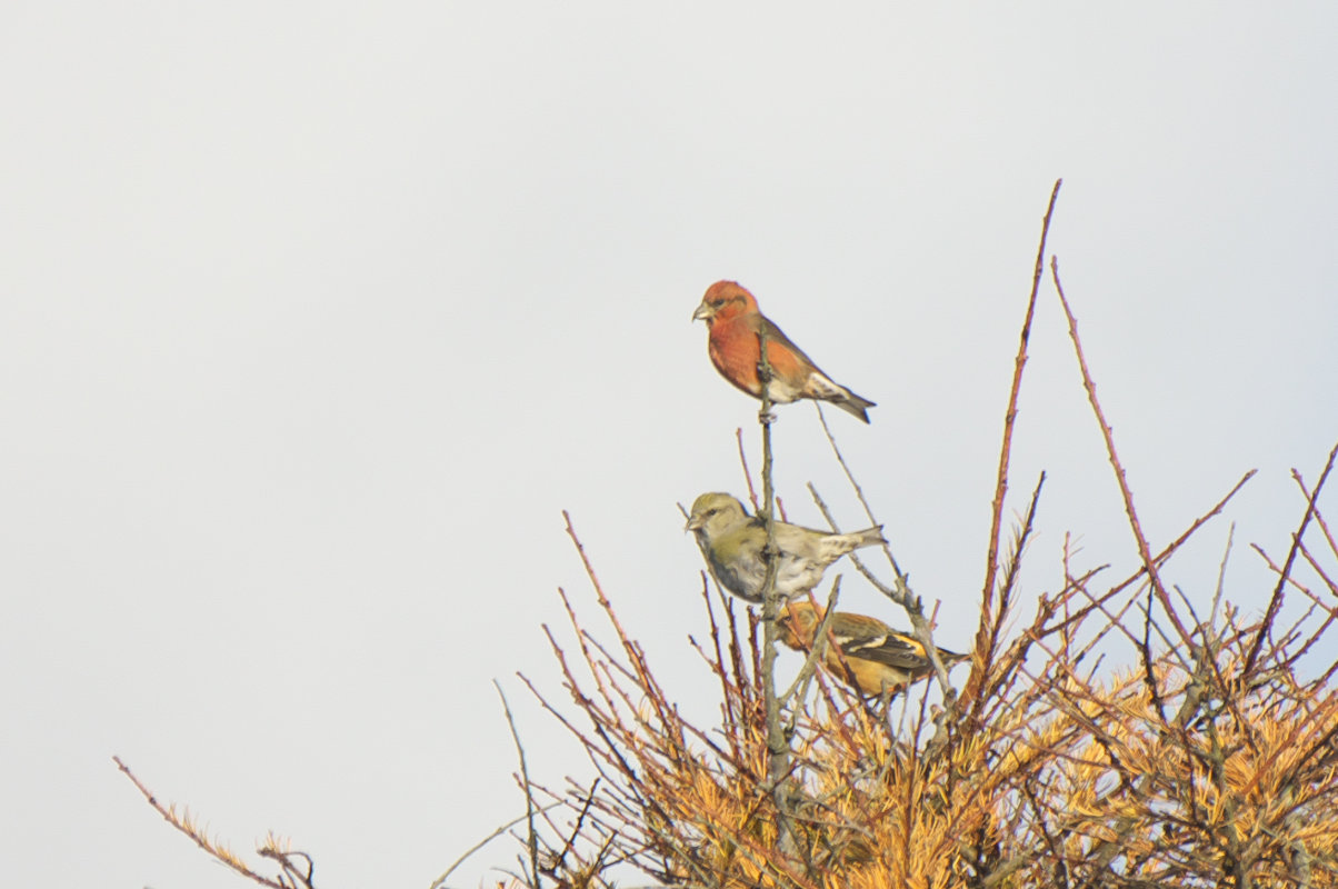イスカとナキイスカ雄若 Common Crossbill And Two Barred Crossbill Jobi Jobi