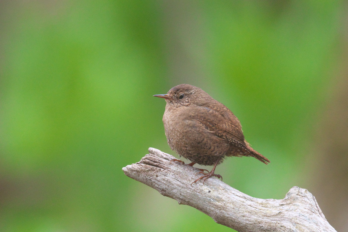 囀るミソサザイたち Winter Wren : jobi,jobi!
