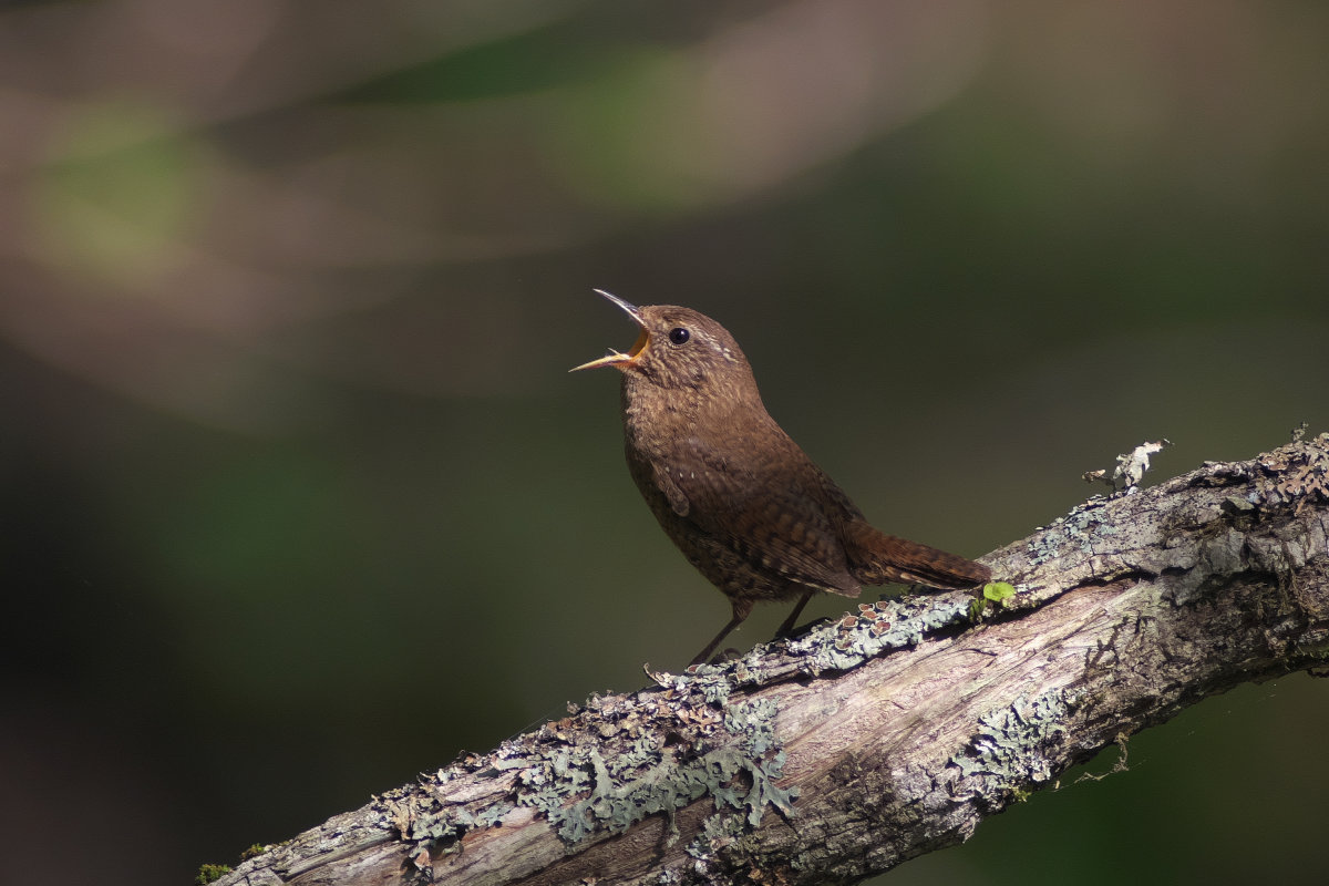 倒木上で囀るミソサザイ Winter Wren : jobi,jobi!