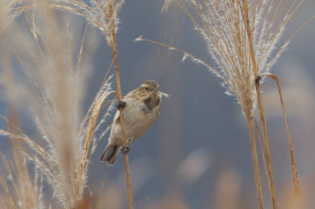 雨のオオジュリン 雄冬羽 Common Reed Bunting Jobi Jobi 雨のオオジュリン 雄冬羽 Common Reed Bunting Jobi Jobi