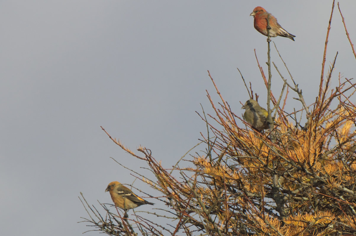イスカとナキイスカ雄若 Common Crossbill And Two Barred Crossbill Jobi Jobi