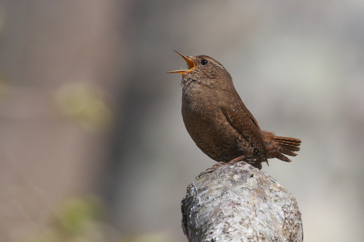 ミソサザイ囀る Winter Wren : jobi,jobi!