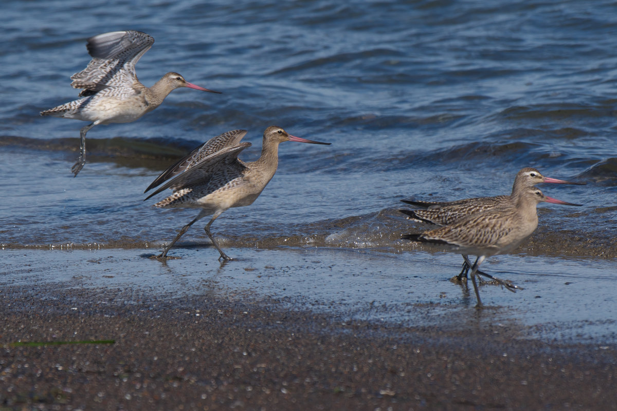 元気なオオソリハシシギ幼鳥たち Bar-tailed Godwit : jobi,jobi!