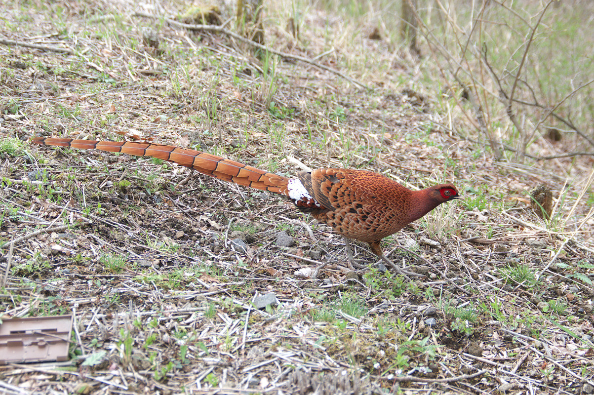 あしひきの １６ Copper Pheasant Jobi Jobi