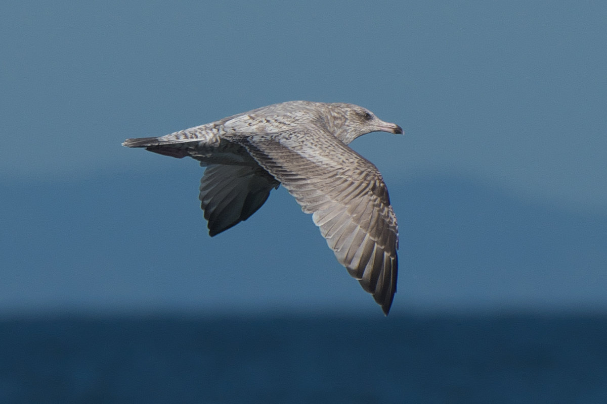 高品質！ニシセグロカモメ　Herring gull　頭骨 ☆即納☆高品質！☆ニシセグロカモメ Herring gull 頭骨