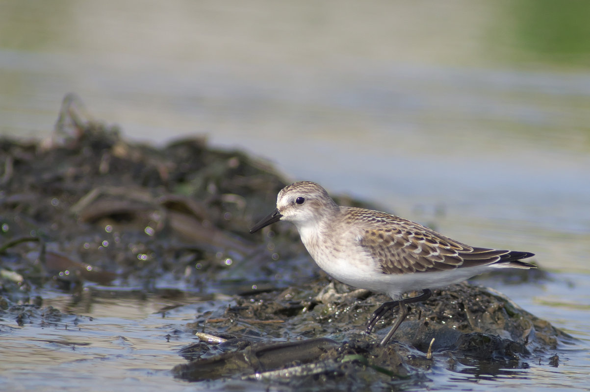 冬羽が突出したトウネン幼鳥 Red Necked Stint Jobi Jobi 冬羽が突出したトウネン幼鳥 Red Necked Stint Jobi Jobi