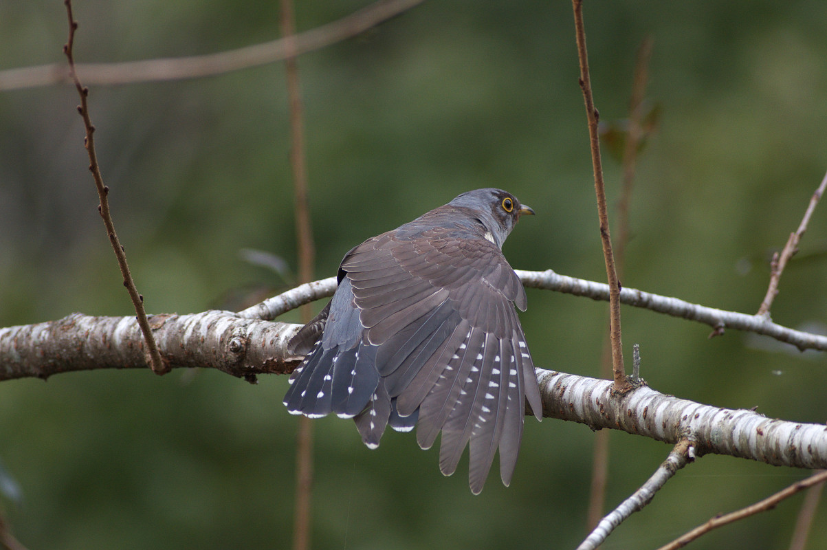 カッコウ幼鳥の羽繕いと伸び Cuckoo : jobi,jobi!
