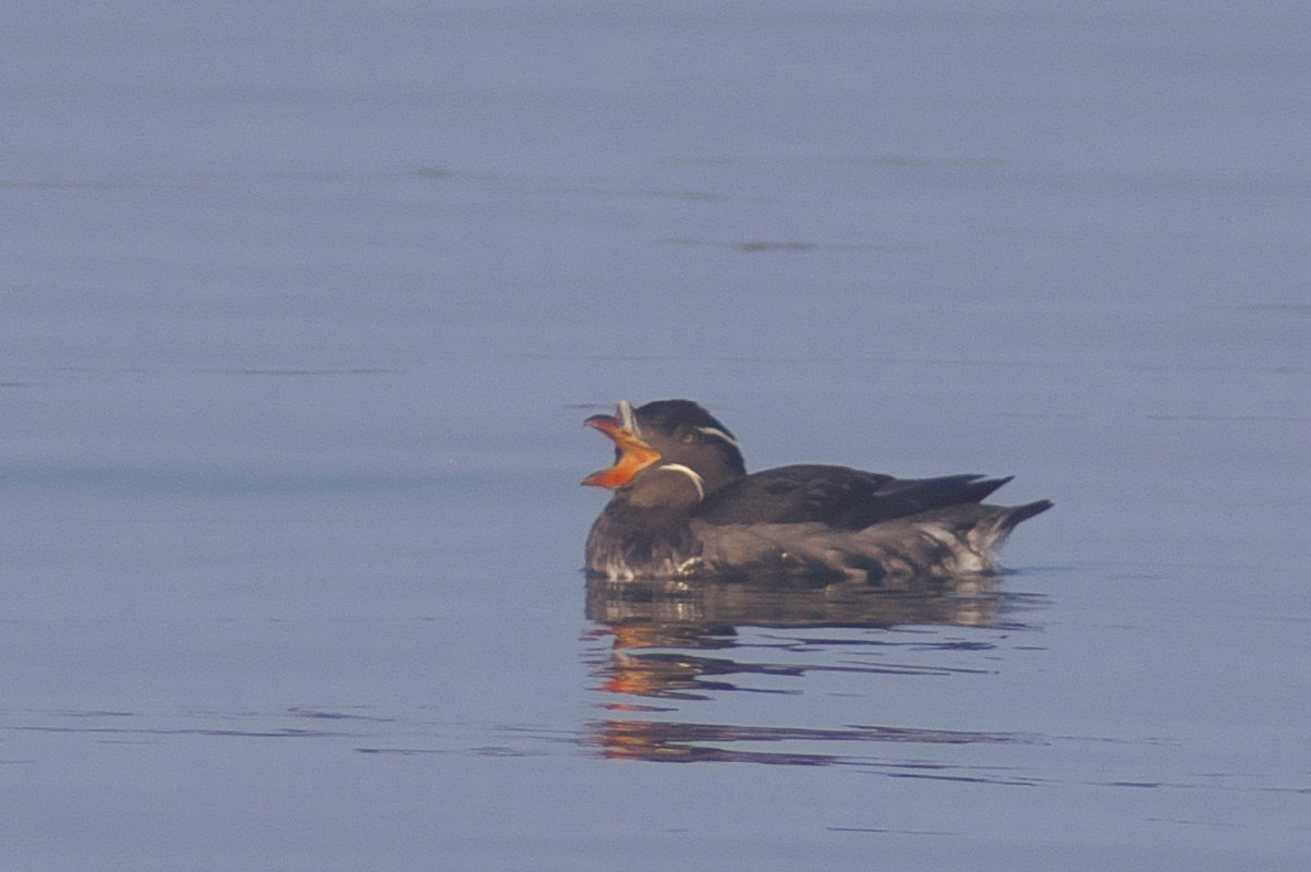 ウトウの大あくび Rhinoceros Auklet Jobi Jobi ウトウの大あくび Rhinoceros Auklet Jobi Jobi