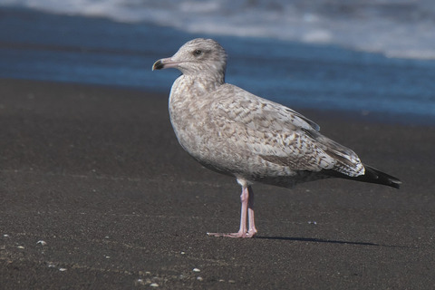 数えで二つのアメリカセグロカモメ American Herring Gull
