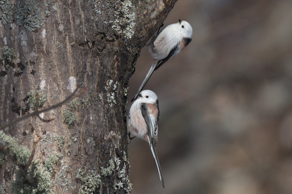 シマエナガが2羽 Long-tailed Tit : jobi,jobi!