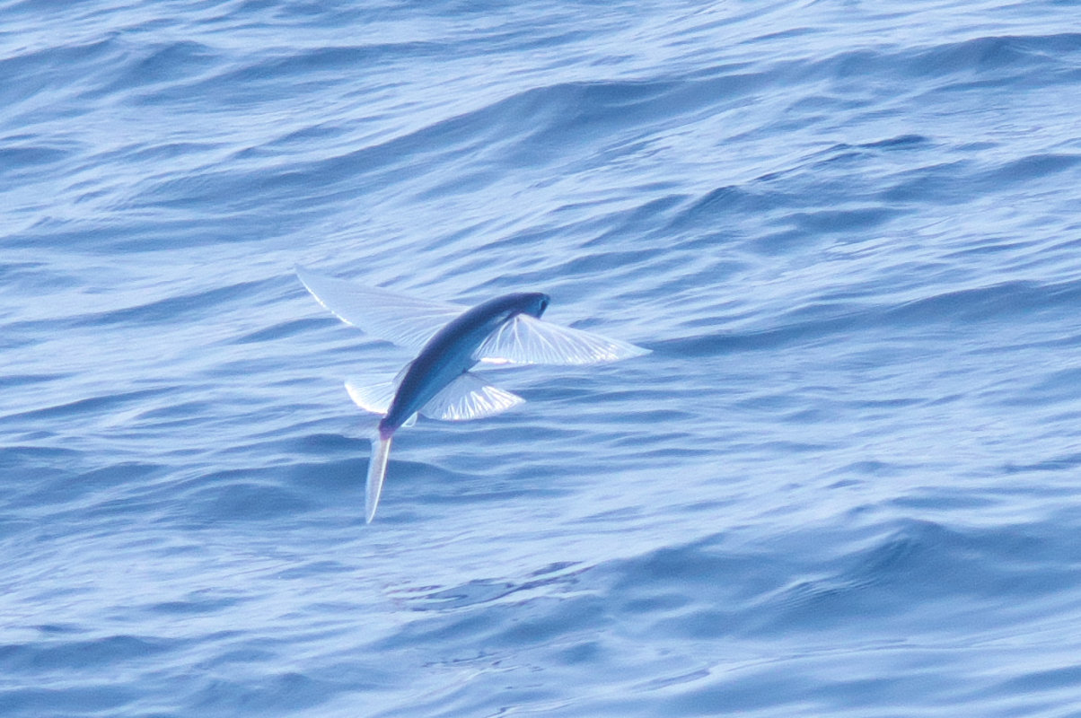 トビウオが飛ぶ Flyingfish Jobi Jobi トビウオが飛ぶ Flyingfish Jobi Jobi