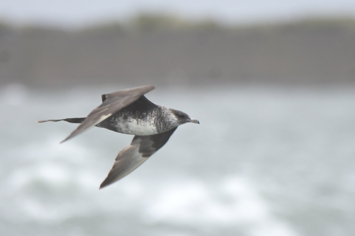 トウゾクカモメ Pomarine Jaeger Japaneseclass Jp トウゾクカモメ Pomarine Jaeger Japaneseclass Jp