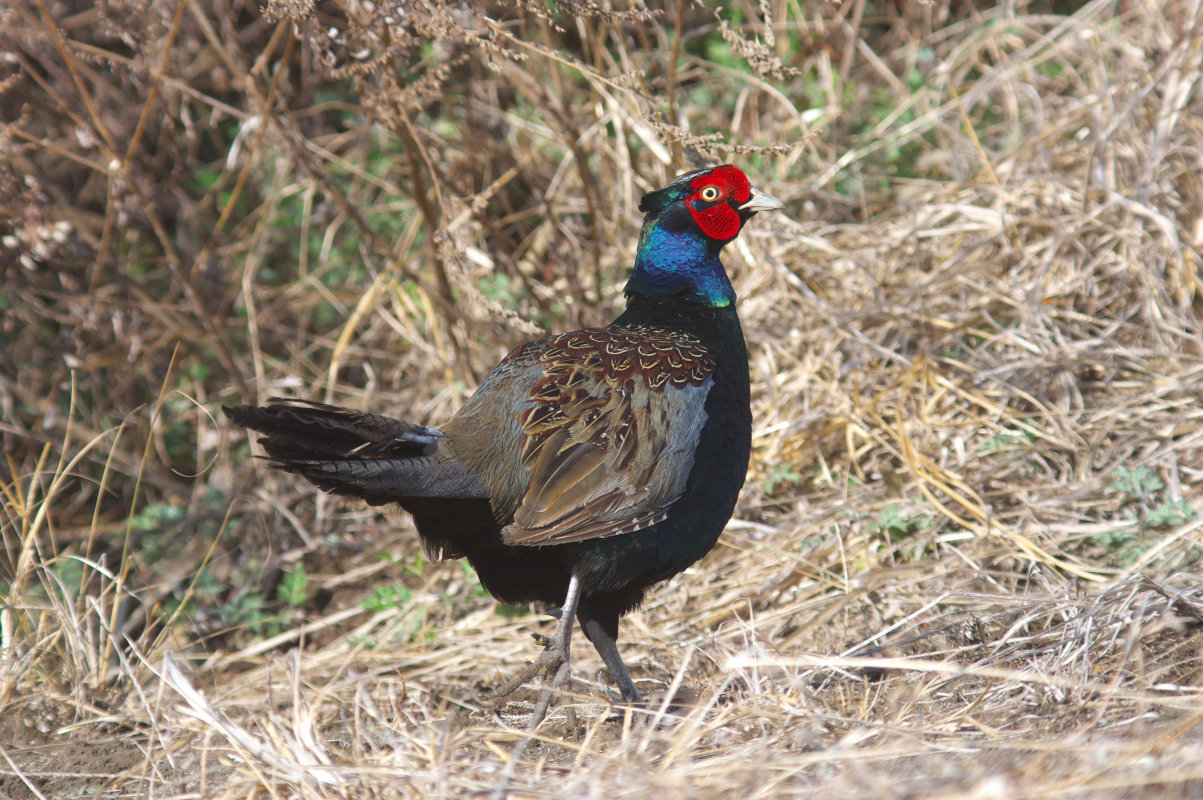 警戒心の弱いキジ Japanese Pheasant Jobi Jobi 警戒心の弱いキジ Japanese Pheasant Jobi Jobi