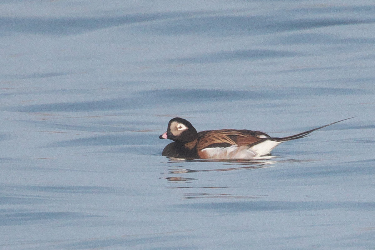 夏羽のコオリガモ雄 Long-tailed Duck : jobi,jobi!