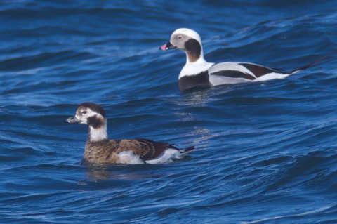 オイバ・トイッカ Long Tailed Duckso16Nuutajärvi oiva Long-taled