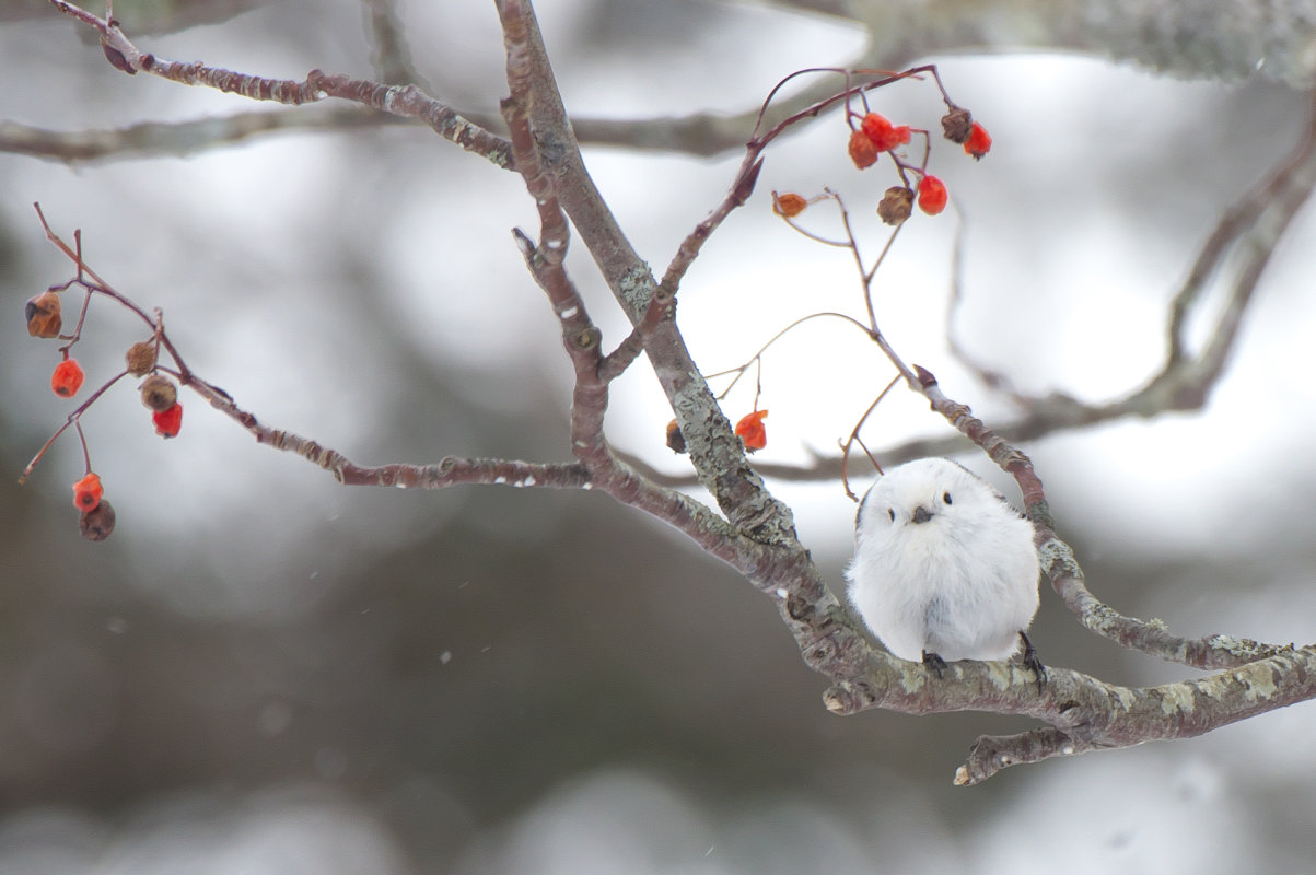 ナナカマドにシマエナガ Long Tailed Tit Jobi Jobi ナナカマドにシマエナガ Long Tailed Tit Jobi Jobi