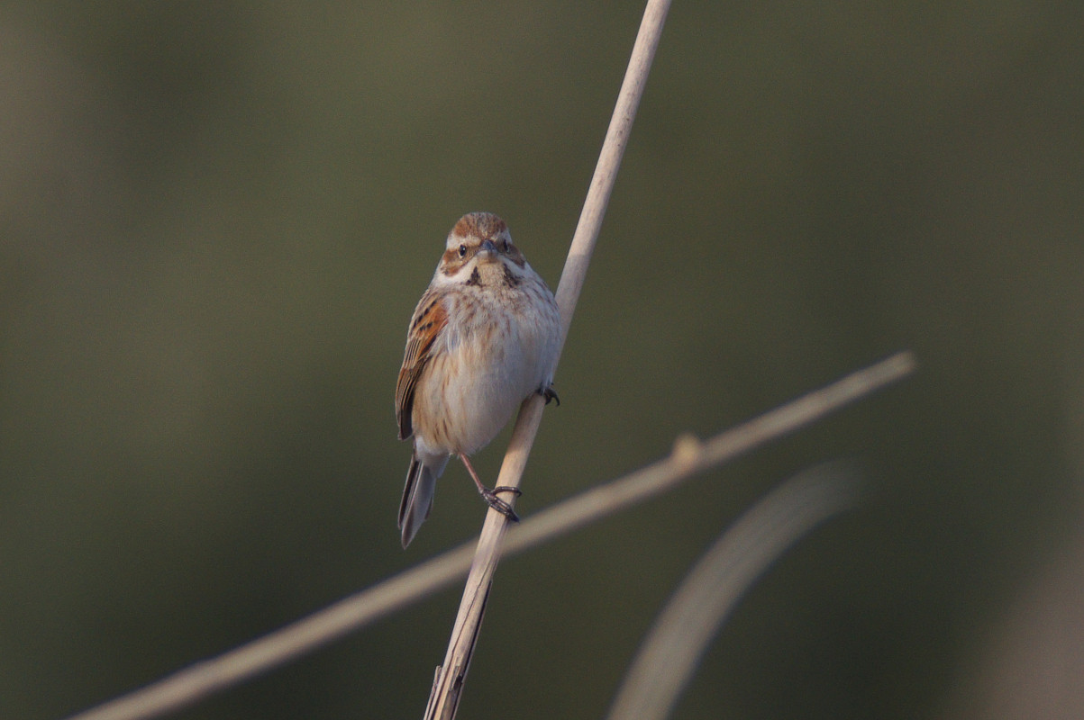 オオジュリン第一回冬羽雌 Common Reed Bunting Jobi Jobi オオジュリン第一回冬羽雌 Common Reed Bunting Jobi Jobi