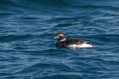 夏羽のコオリガモたち Long-tailed Duck : jobi,jobi!
