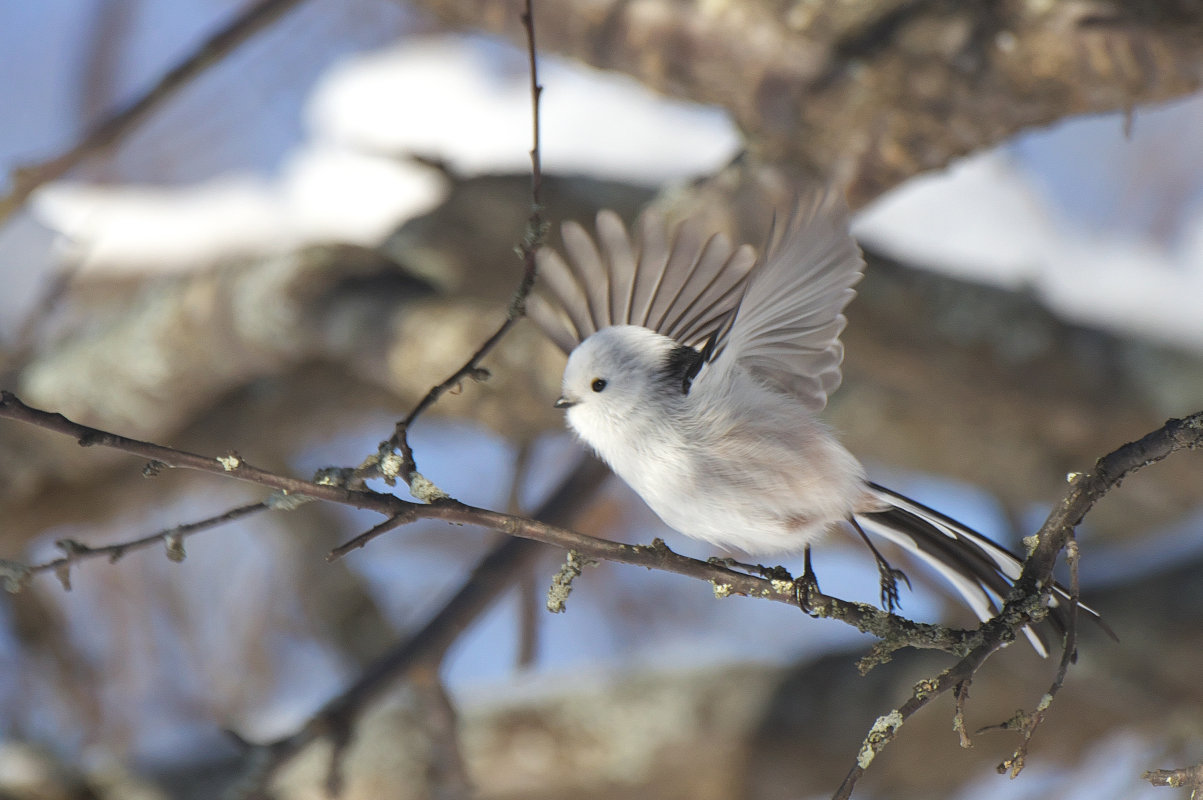 飛びます シマエナガ Long Tailed Tit Jobi Jobi