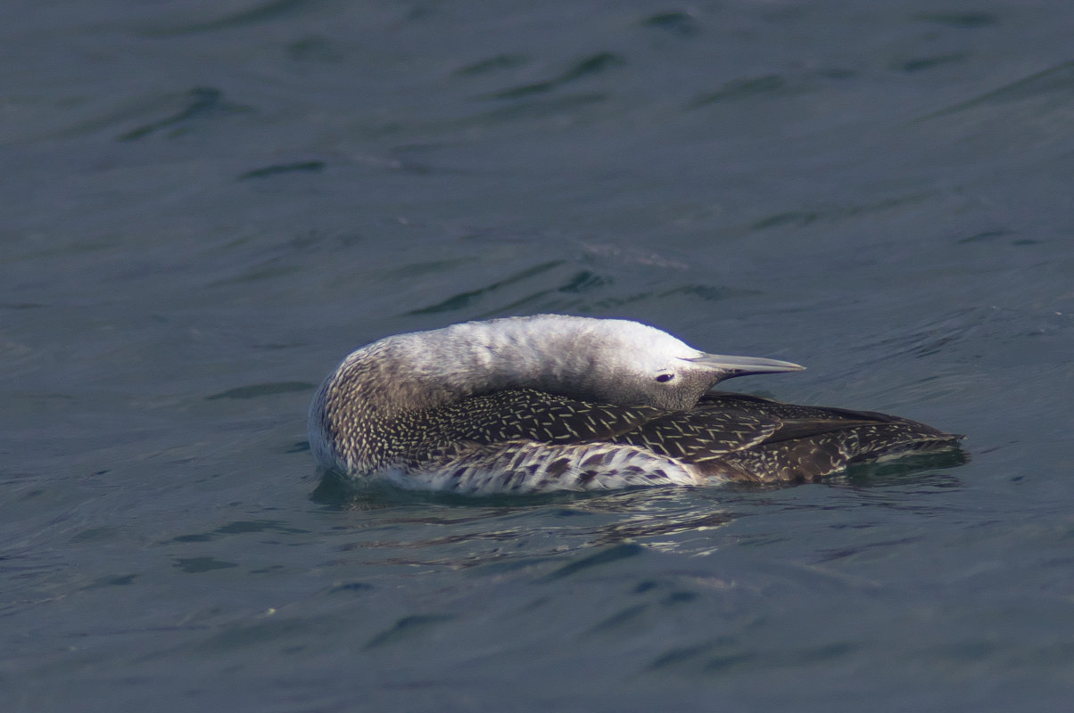アビ第一回冬羽 Red Throated Loon Jobi Jobi