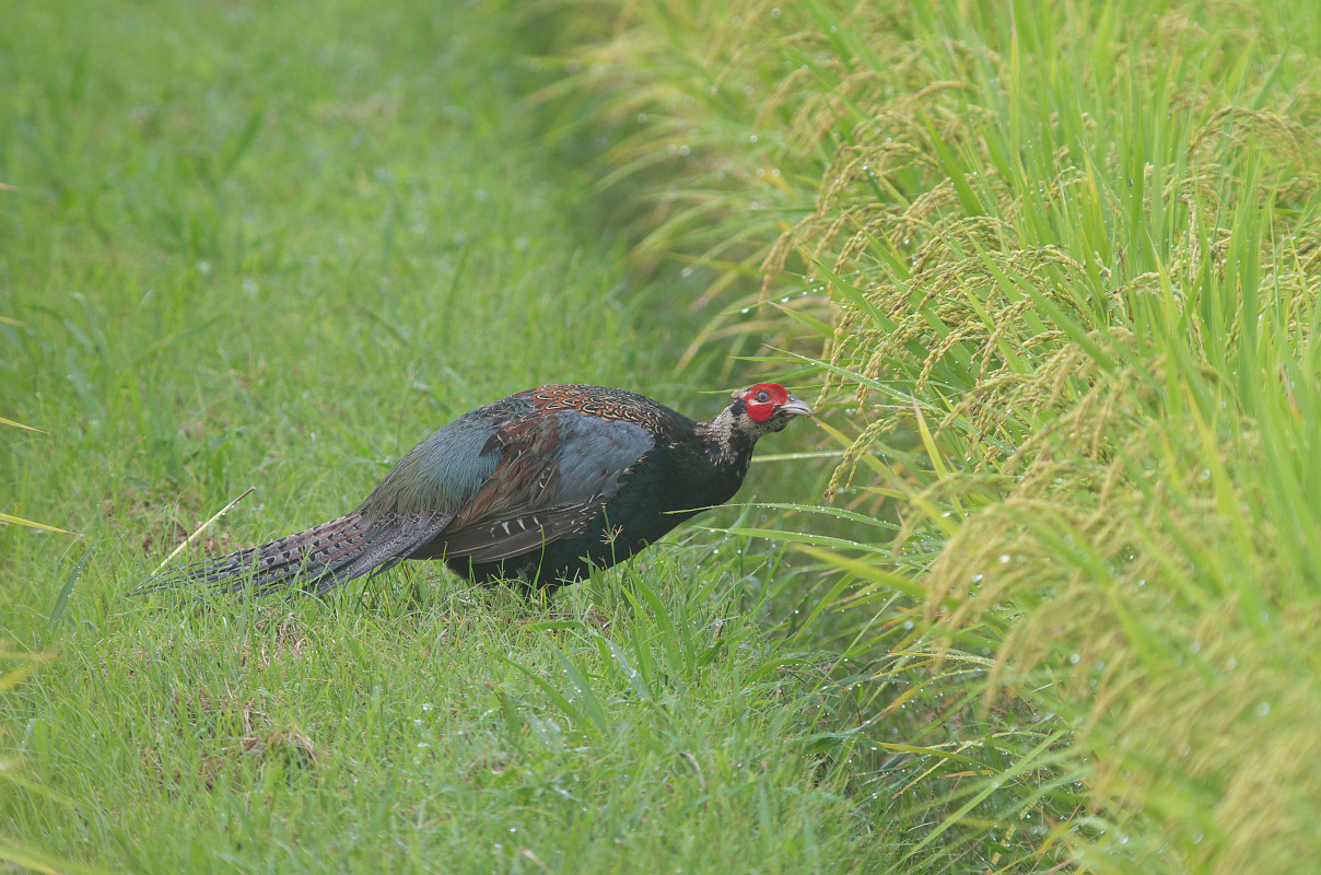 米を啄むキジ雄若 Japanese Pheasant Jobi Jobi 米を啄むキジ雄若 Japanese Pheasant Jobi Jobi