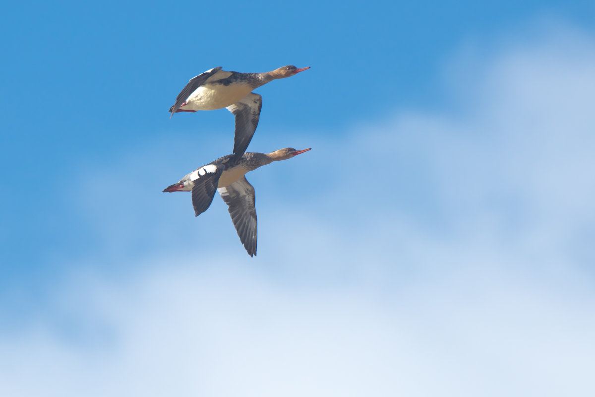 ウミアイサ雄エクリプス2羽の飛翔 Red-breasted Merganser : jobi,jobi!