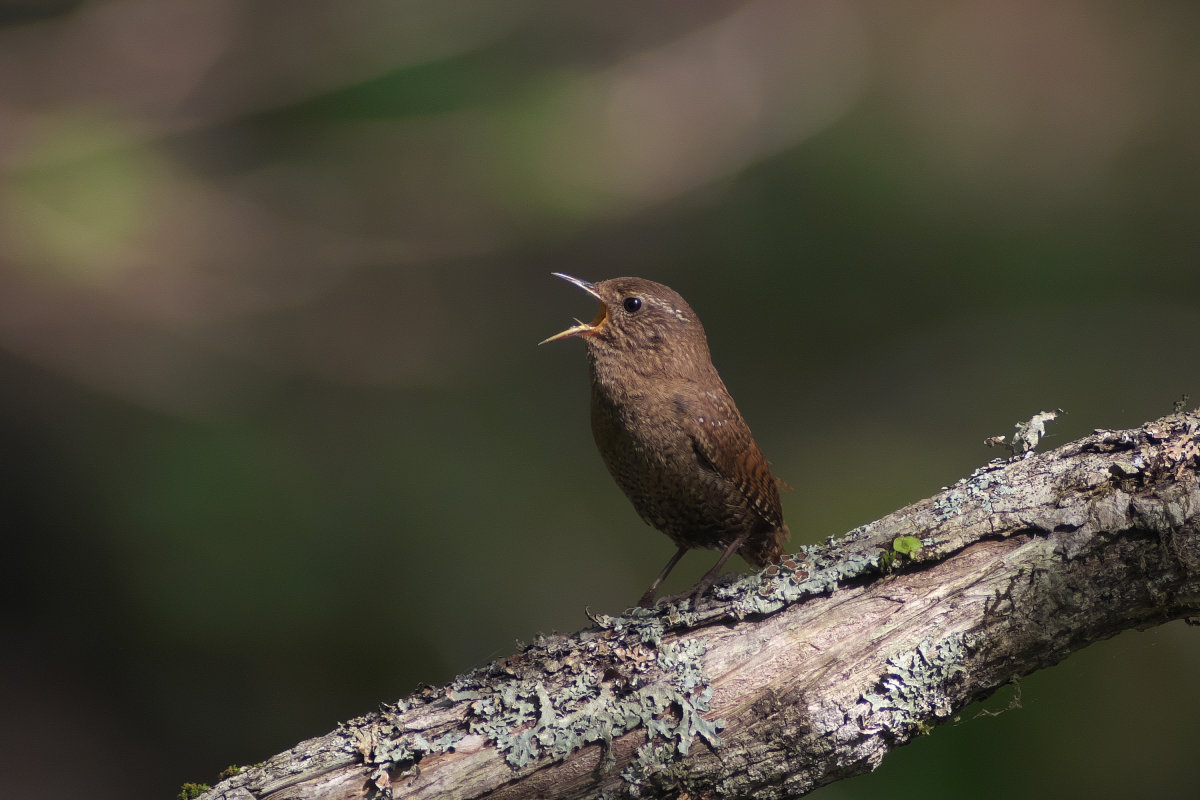 囀るミソサザイ sddefault.jpg