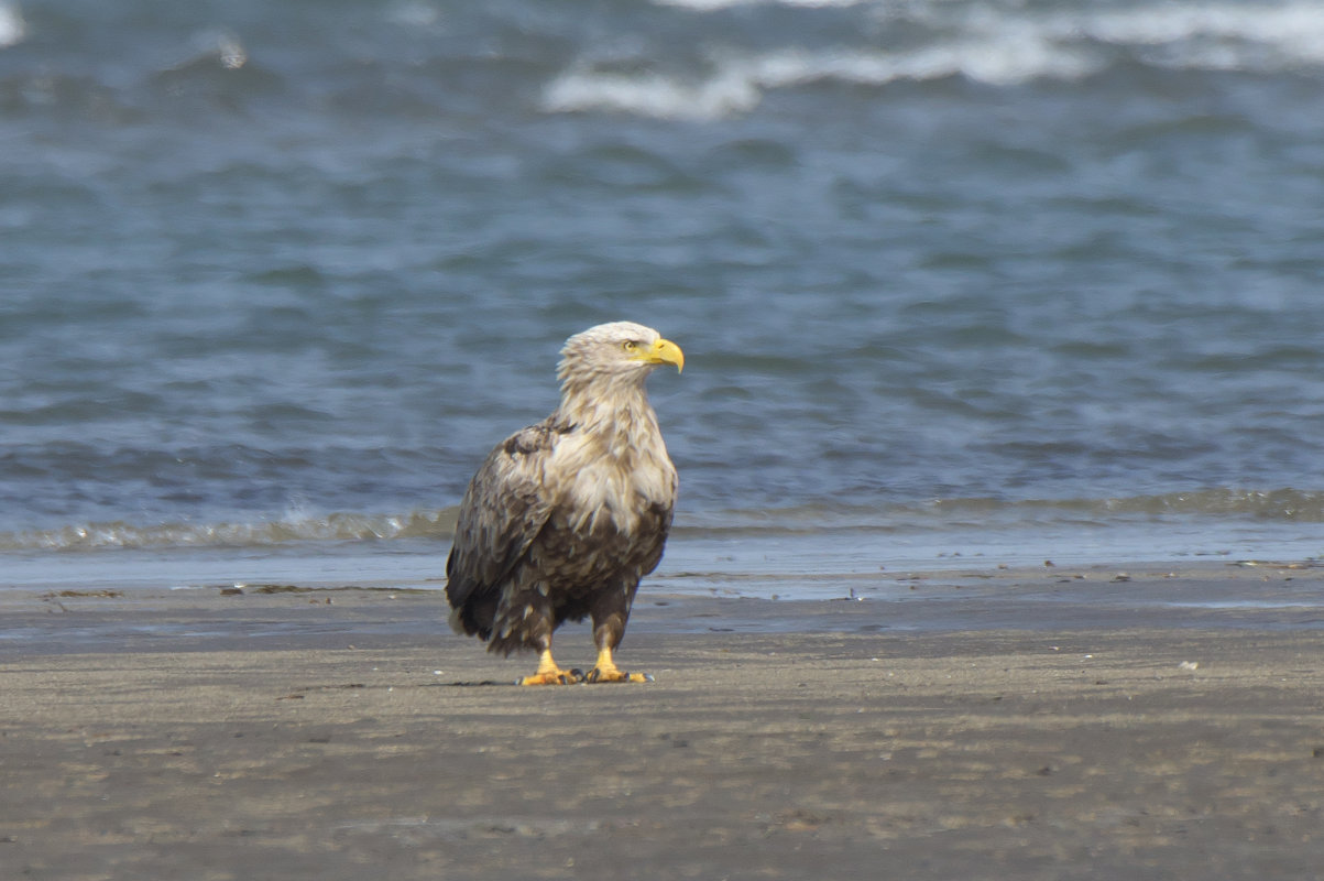 オジロワシ老鳥 White Tailed Eagle Jobi Jobi