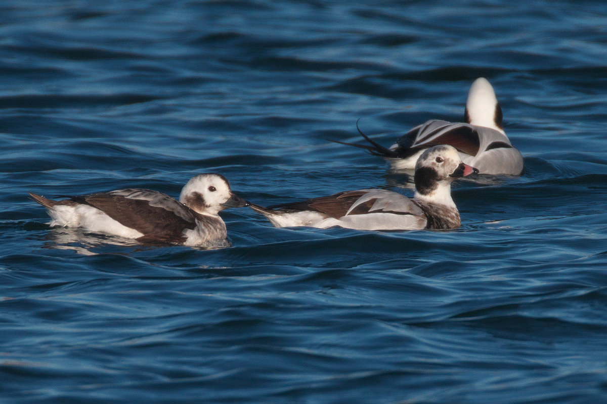 コオリガモ第一回冬羽の雌と雄 Long-tailed Duck : jobi,jobi!