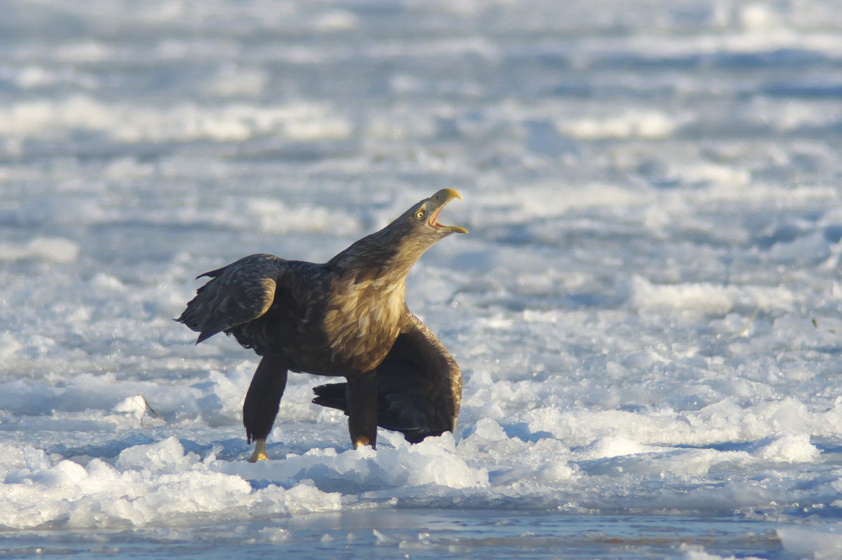 漁港の海鷲たち White Tailed Eagle Steller S Sea Eagle Jobi Jobi 漁港の海鷲たち White Tailed Eagle Steller S Sea Eagle Jobi Jobi