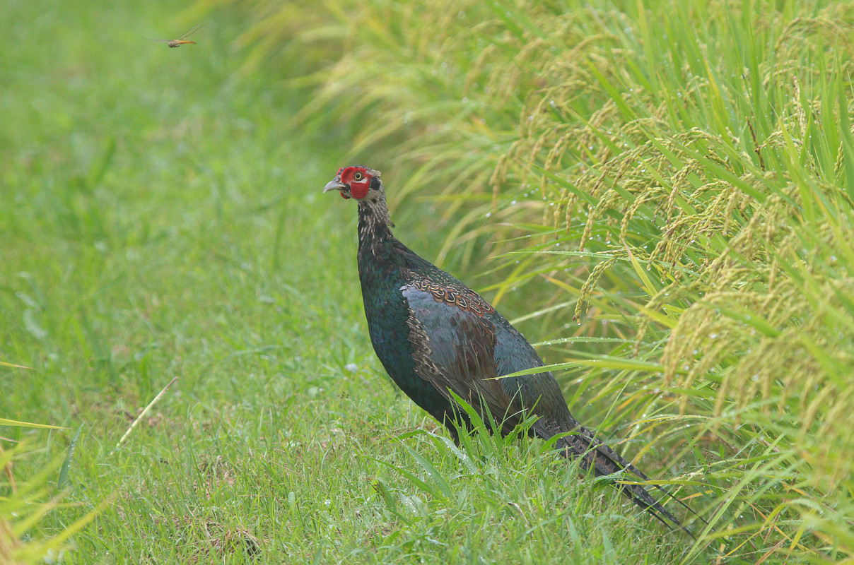 米を啄むキジ雄若 Japanese Pheasant Jobi Jobi 米を啄むキジ雄若 Japanese Pheasant Jobi Jobi