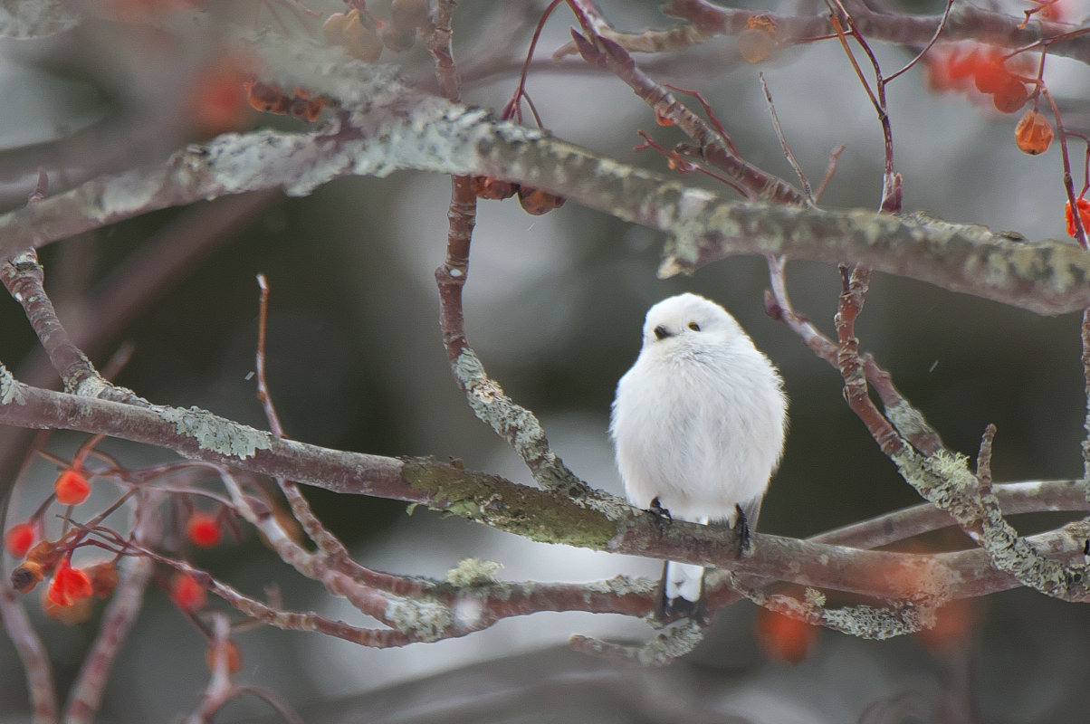 ナナカマドにシマエナガ Long Tailed Tit Jobi Jobi ナナカマドにシマエナガ Long Tailed Tit Jobi Jobi