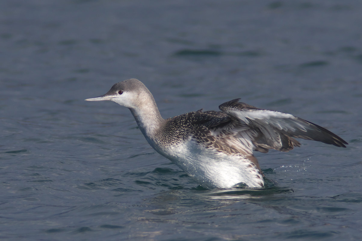 アビ第一回冬羽 Red Throated Loon Jobi Jobi