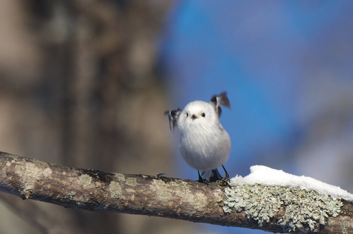 飛びます～シマエナガ Long-tailed Tit : jobi,jobi!