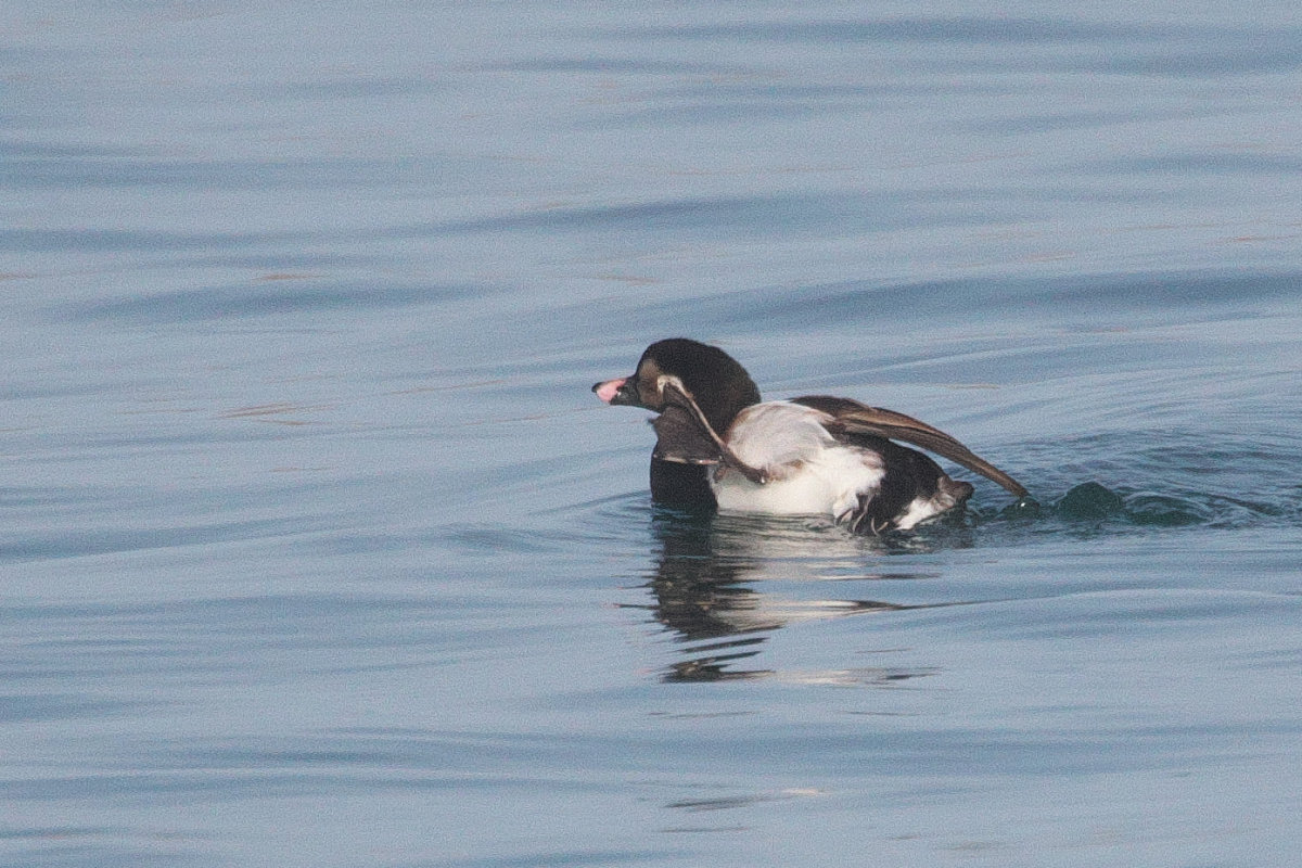夏羽のコオリガモ雄 Long-tailed Duck : jobi,jobi!