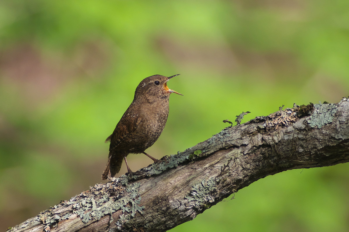 倒木上で囀るミソサザイ Winter Wren : jobi,jobi!