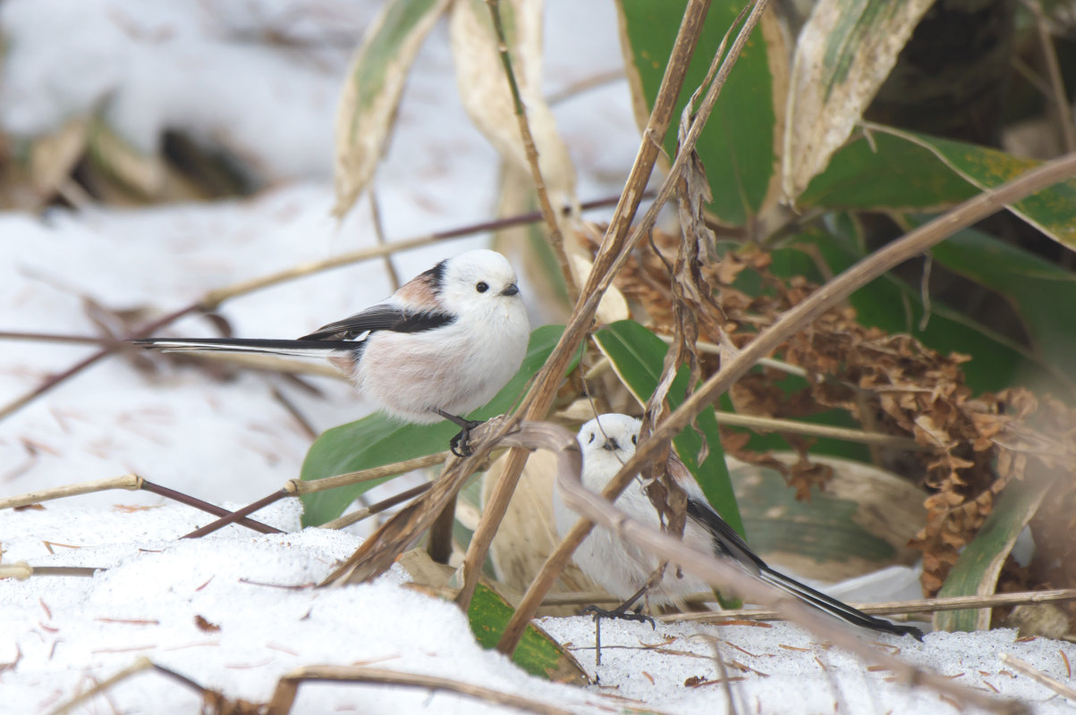 シマエナガ 雪の上にシマエナガ Long-tailed Tit : jobi,jobi!